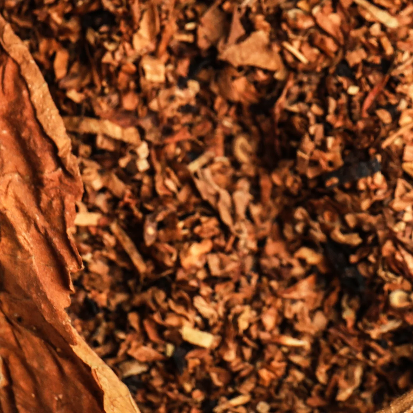 Dried raw tobacco leaf